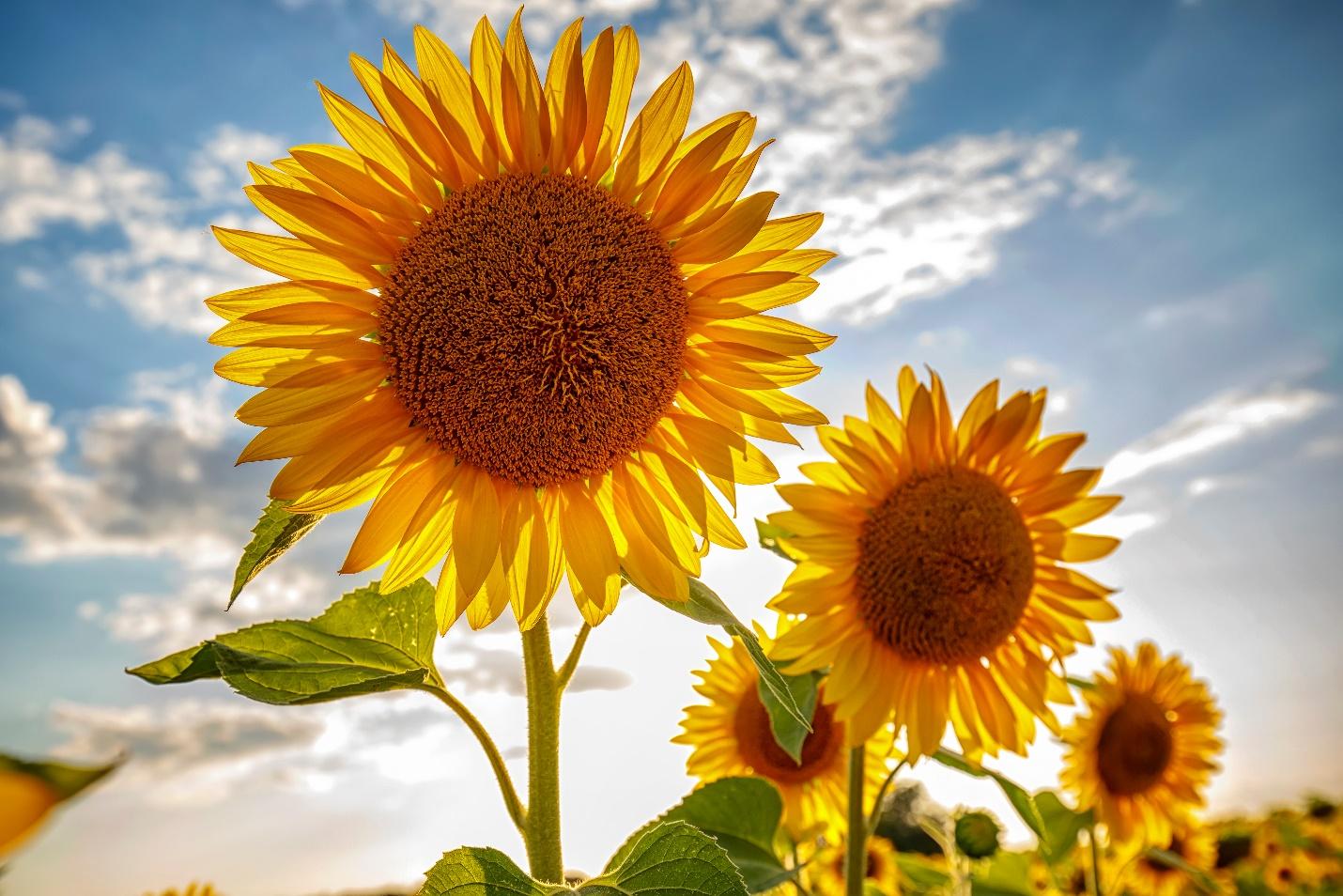 sunflowers